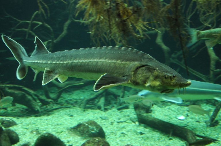 Europeisk stör - Fisk Basen