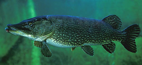 G dda Fisk Basen G dda Fisk Basen